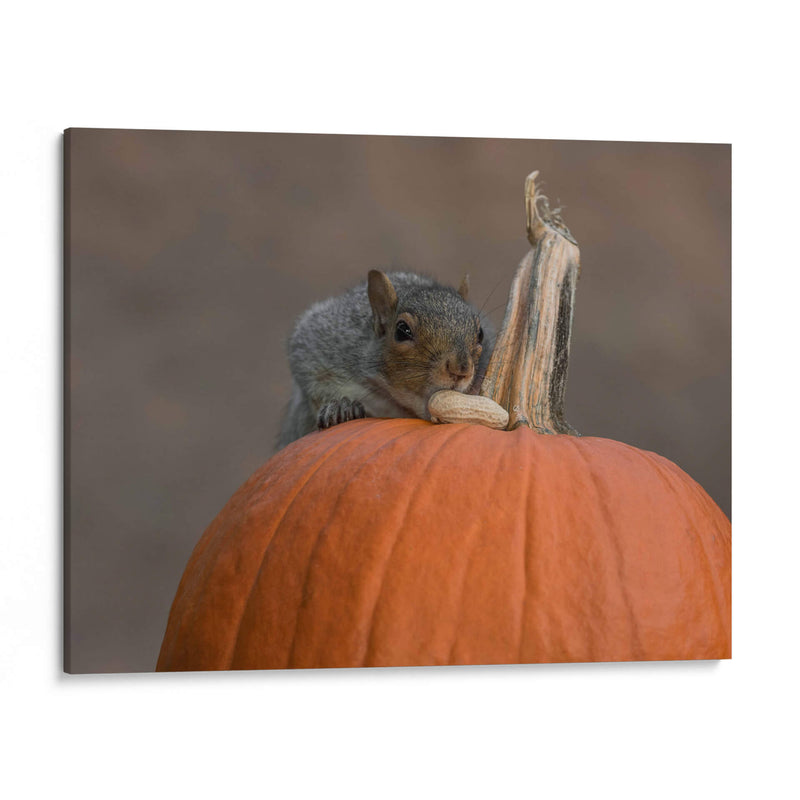 Squirrel Skippy 2e mouvement en citrouille mineure - Patrick Dessureault | Cuadro decorativo de Canvas Lab