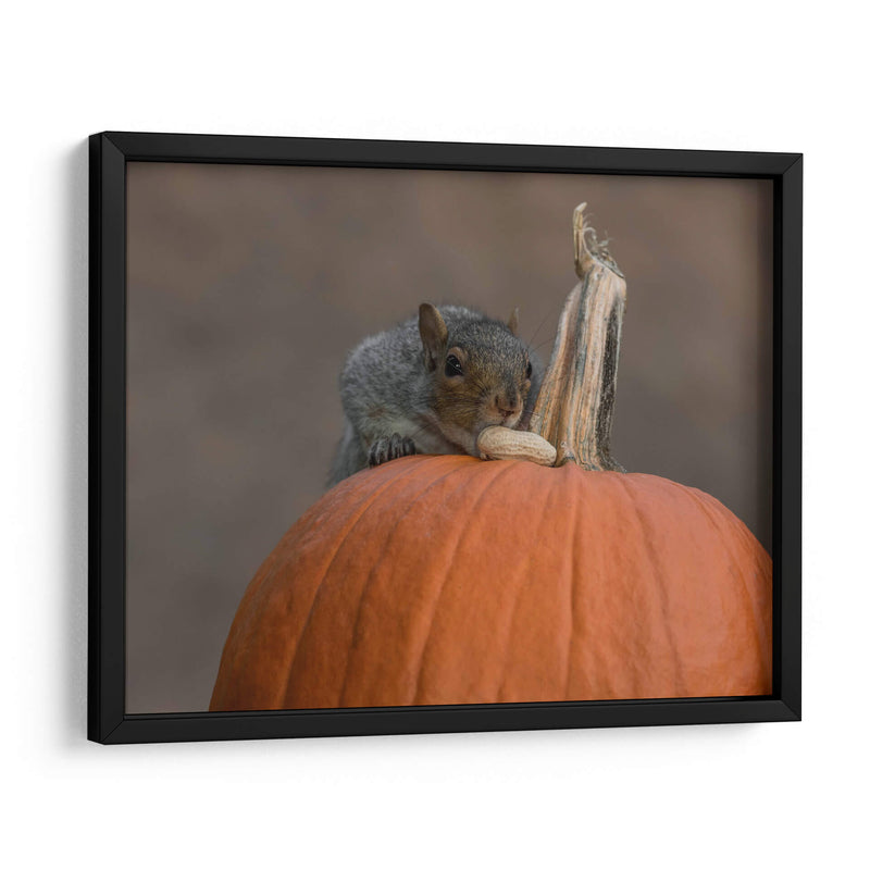 Squirrel Skippy 2e mouvement en citrouille mineure - Patrick Dessureault | Cuadro decorativo de Canvas Lab