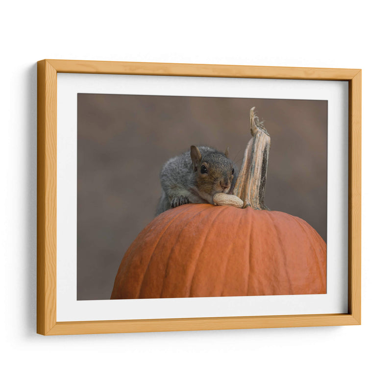 Squirrel Skippy 2e mouvement en citrouille mineure - Patrick Dessureault | Cuadro decorativo de Canvas Lab