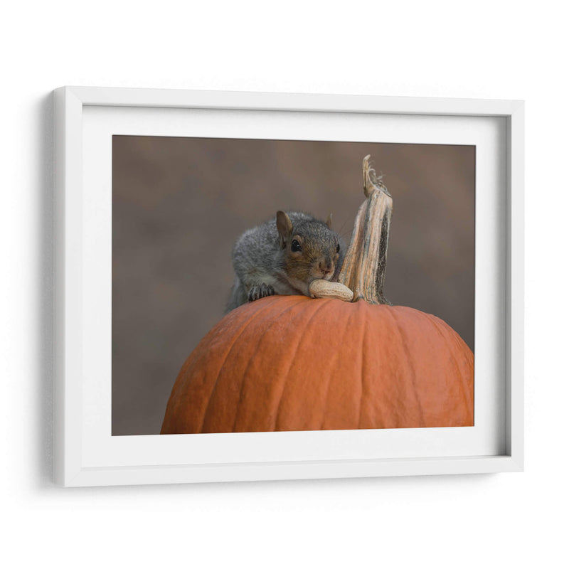 Squirrel Skippy 2e mouvement en citrouille mineure - Patrick Dessureault | Cuadro decorativo de Canvas Lab