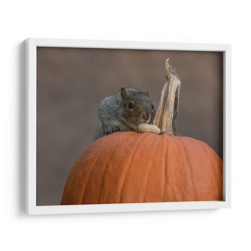 Squirrel Skippy 2e mouvement en citrouille mineure - Patrick Dessureault | Cuadro decorativo de Canvas Lab
