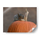 Squirrel Skippy 2e mouvement en citrouille mineure - Patrick Dessureault | Cuadro decorativo de Canvas Lab