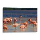 Flamingos en Celestun, Yucatan, Mexico - PMOB | Cuadro decorativo de Canvas Lab