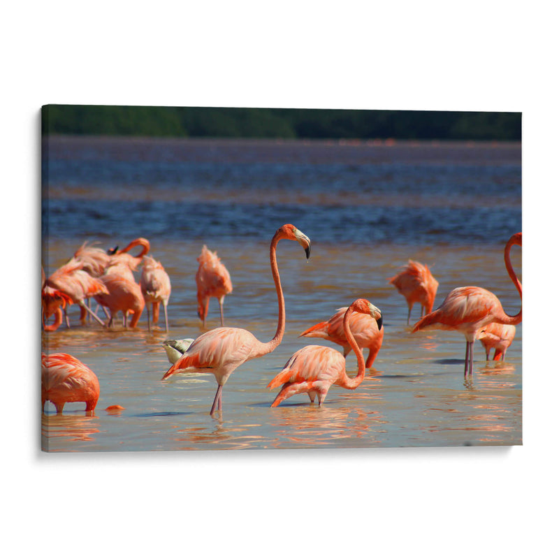 Flamingos en Celestun, Yucatan, Mexico - PMOB | Cuadro decorativo de Canvas Lab