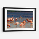Flamingos en Celestun, Yucatan, Mexico - PMOB | Cuadro decorativo de Canvas Lab