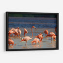 Flamingos en Celestun, Yucatan, Mexico - PMOB | Cuadro decorativo de Canvas Lab