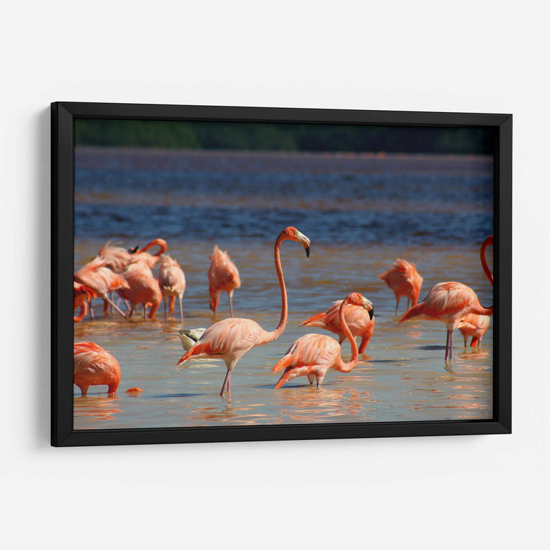 Flamingos en Celestun, Yucatan, Mexico - PMOB | Cuadro decorativo de Canvas Lab