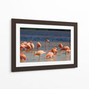 Flamingos en Celestun, Yucatan, Mexico - PMOB | Cuadro decorativo de Canvas Lab