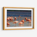 Flamingos en Celestun, Yucatan, Mexico - PMOB | Cuadro decorativo de Canvas Lab
