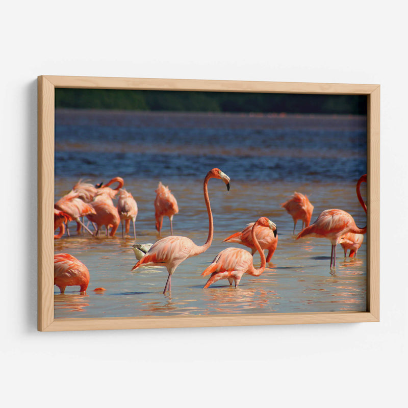 Flamingos en Celestun, Yucatan, Mexico - PMOB | Cuadro decorativo de Canvas Lab