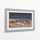 Flamingos en Celestun, Yucatan, Mexico - PMOB | Cuadro decorativo de Canvas Lab