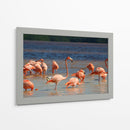 Flamingos en Celestun, Yucatan, Mexico - PMOB | Cuadro decorativo de Canvas Lab