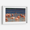 Flamingos en Celestun, Yucatan, Mexico - PMOB | Cuadro decorativo de Canvas Lab