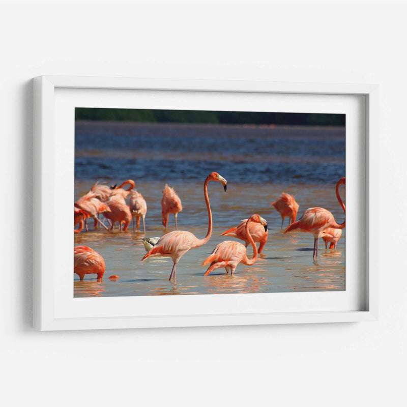 Flamingos en Celestun, Yucatan, Mexico - PMOB | Cuadro decorativo de Canvas Lab