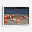 Flamingos en Celestun, Yucatan, Mexico - PMOB | Cuadro decorativo de Canvas Lab