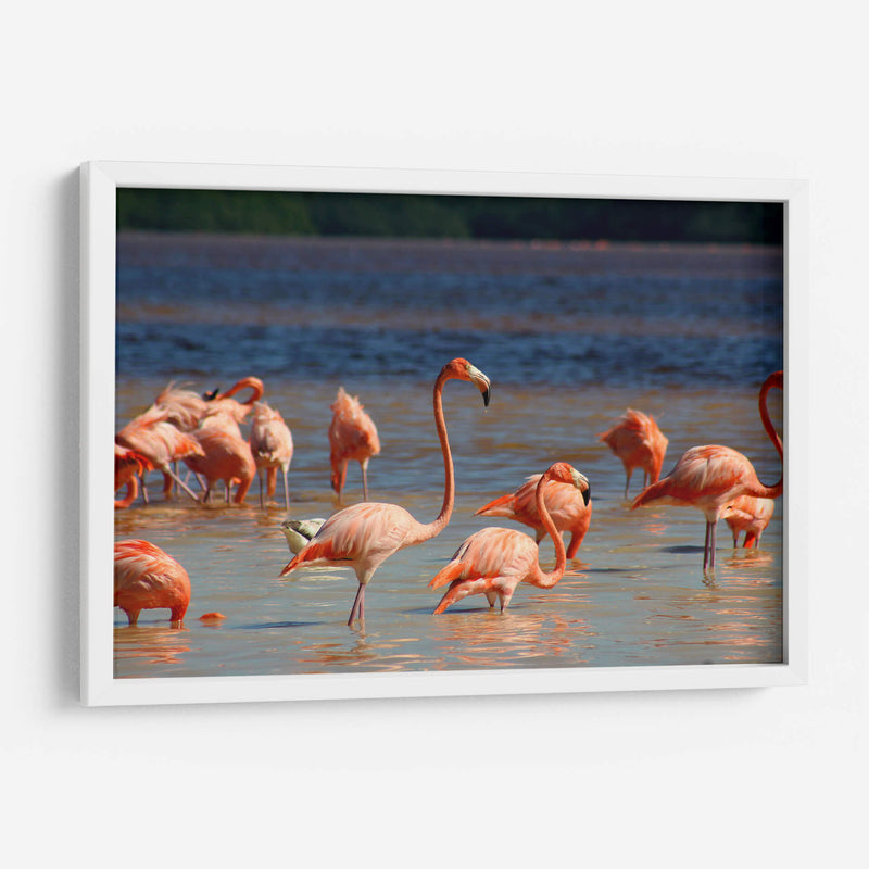 Flamingos en Celestun, Yucatan, Mexico - PMOB | Cuadro decorativo de Canvas Lab