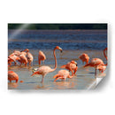 Flamingos en Celestun, Yucatan, Mexico - PMOB | Cuadro decorativo de Canvas Lab