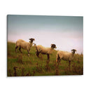 Amigos Lanudos I - Lillian Bell | Cuadro decorativo de Canvas Lab