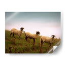 Amigos Lanudos I - Lillian Bell | Cuadro decorativo de Canvas Lab