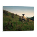 Friends Wooly Ii - Lillian Bell | Cuadro decorativo de Canvas Lab