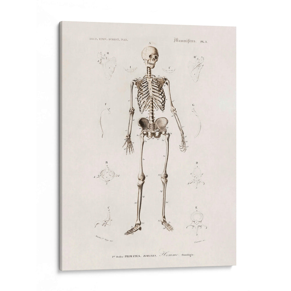 Esqueleto humano - Fluidys | Cuadro decorativo de Canvas Lab