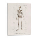 Esqueleto humano - Fluidys | Cuadro decorativo de Canvas Lab