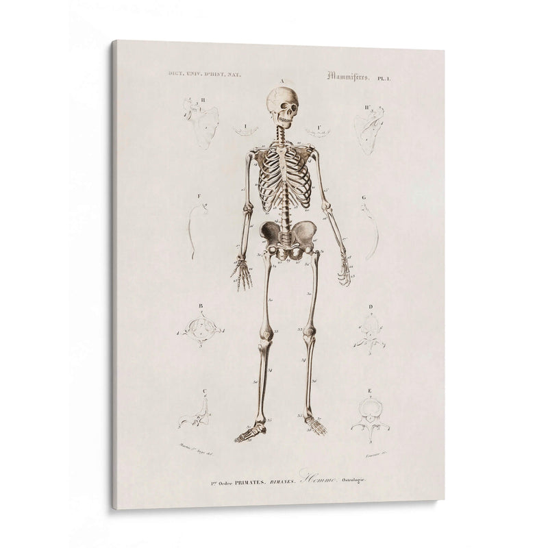Esqueleto humano - Fluidys | Cuadro decorativo de Canvas Lab
