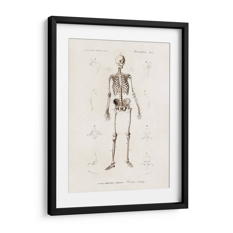 Esqueleto humano - Fluidys | Cuadro decorativo de Canvas Lab