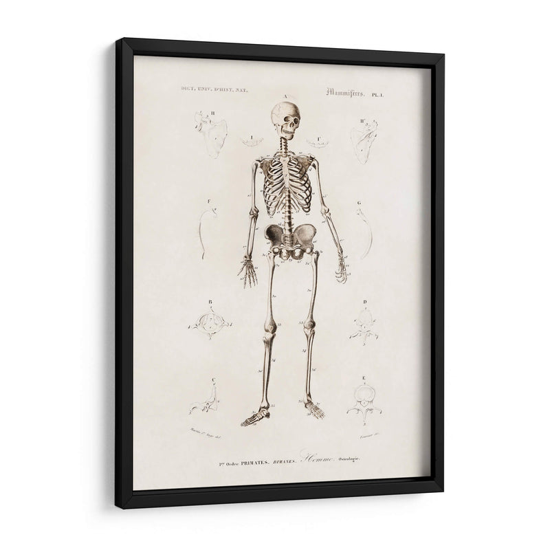 Esqueleto humano - Fluidys | Cuadro decorativo de Canvas Lab