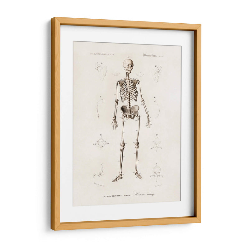 Esqueleto humano - Fluidys | Cuadro decorativo de Canvas Lab