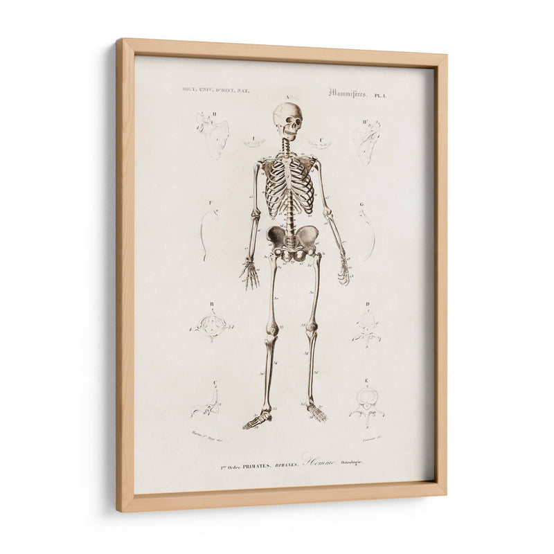 Esqueleto humano - Fluidys | Cuadro decorativo de Canvas Lab