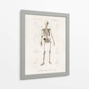 Esqueleto humano - Fluidys | Cuadro decorativo de Canvas Lab