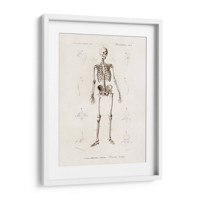 Esqueleto humano - Fluidys | Cuadro decorativo de Canvas Lab