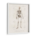 Esqueleto humano - Fluidys | Cuadro decorativo de Canvas Lab