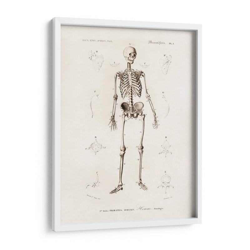 Esqueleto humano - Fluidys | Cuadro decorativo de Canvas Lab