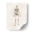 Esqueleto humano - Fluidys | Cuadro decorativo de Canvas Lab