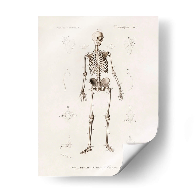 Esqueleto humano - Fluidys | Cuadro decorativo de Canvas Lab
