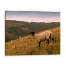 Friends Wooly Iii - Lillian Bell | Cuadro decorativo de Canvas Lab