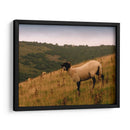Friends Wooly Iii - Lillian Bell | Cuadro decorativo de Canvas Lab