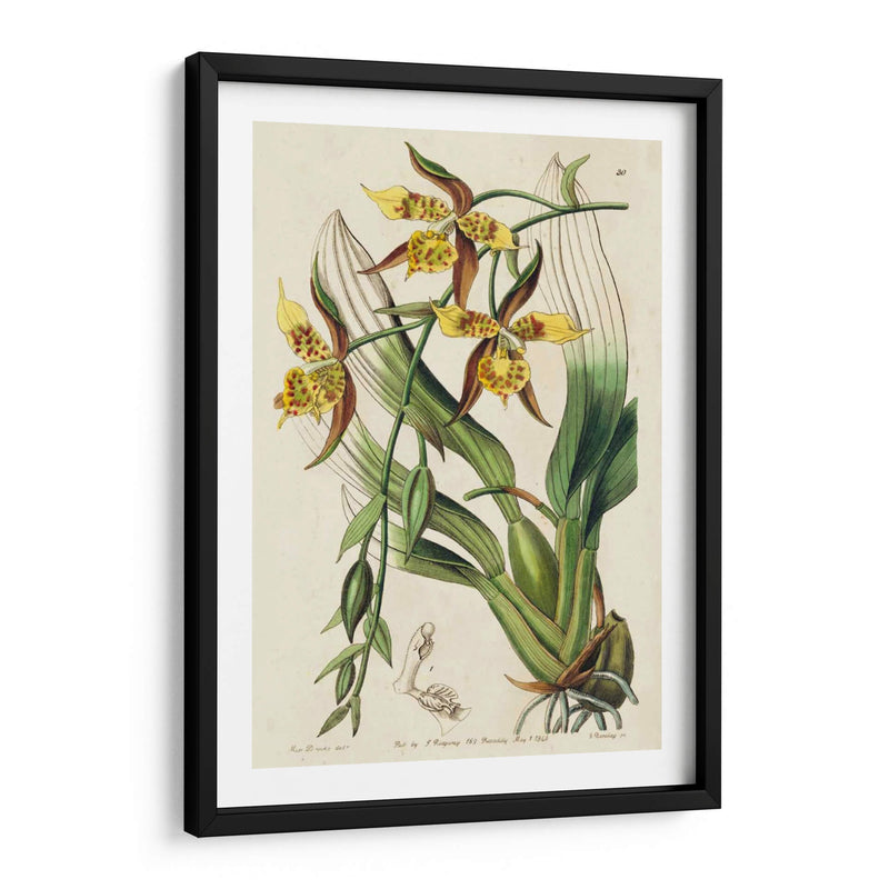 Orquídea Primavera I - Ridgeway | Cuadro decorativo de Canvas Lab