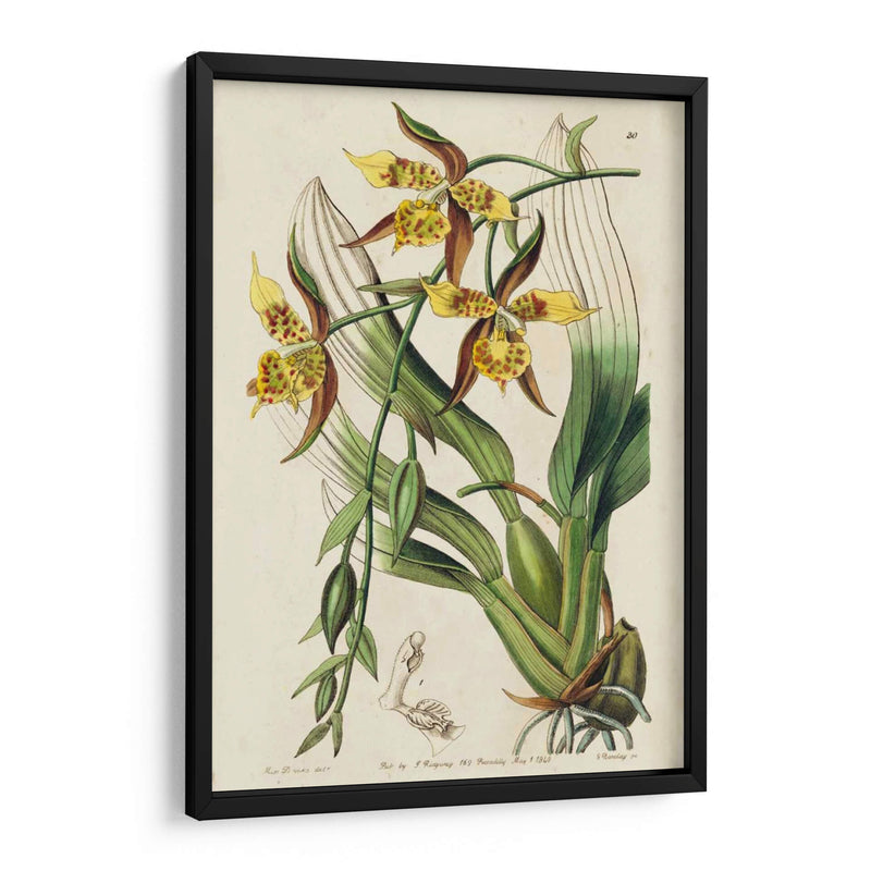 Orquídea Primavera I - Ridgeway | Cuadro decorativo de Canvas Lab