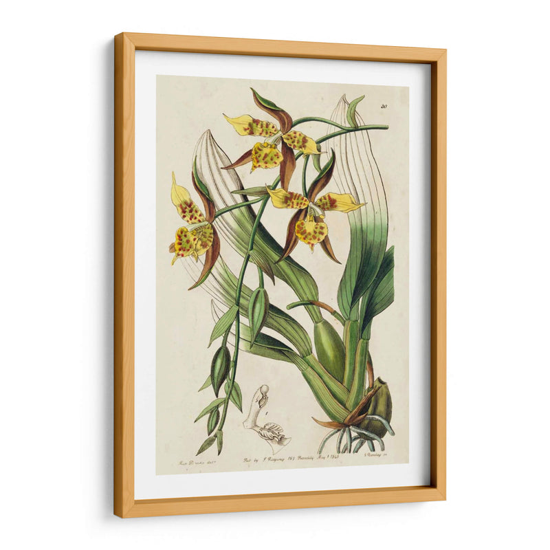 Orquídea Primavera I - Ridgeway | Cuadro decorativo de Canvas Lab