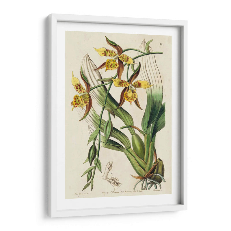 Orquídea Primavera I - Ridgeway | Cuadro decorativo de Canvas Lab