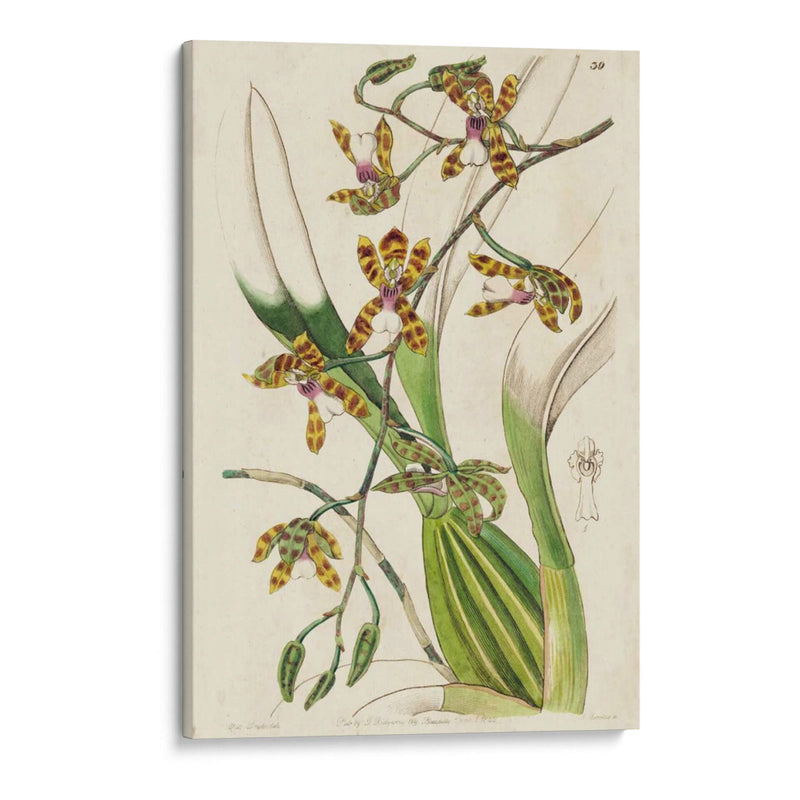 Orquídea Primavera Ii - Ridgeway | Cuadro decorativo de Canvas Lab