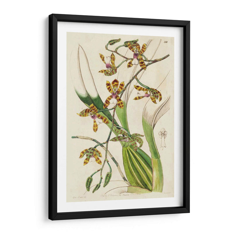 Orquídea Primavera Ii - Ridgeway | Cuadro decorativo de Canvas Lab