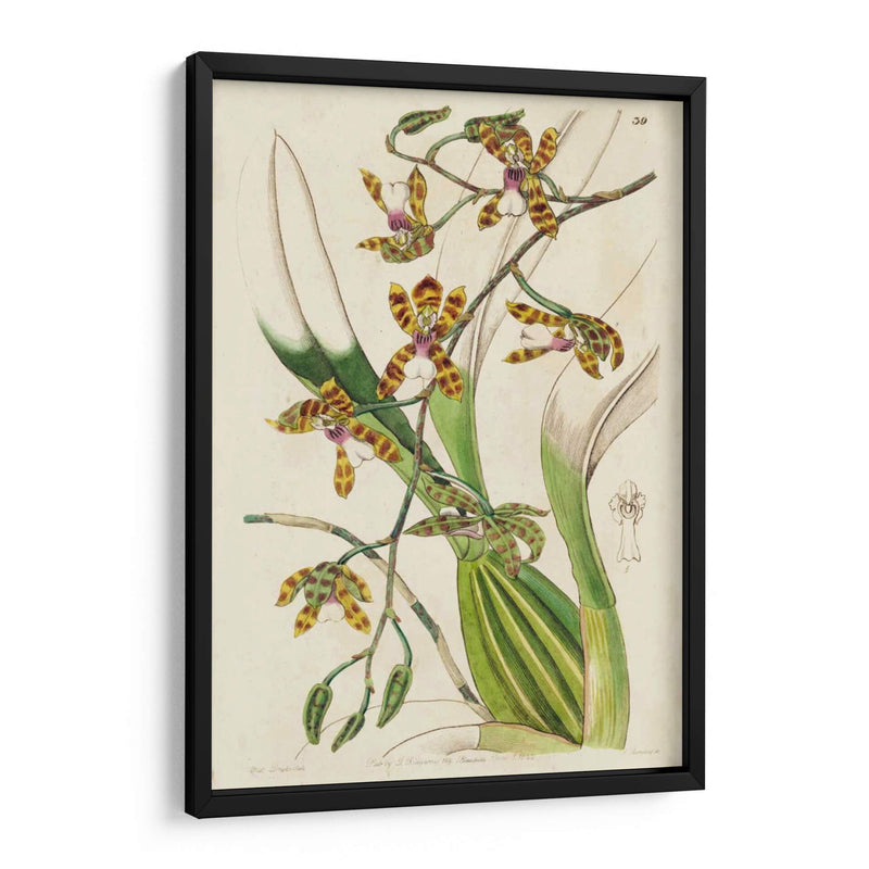 Orquídea Primavera Ii - Ridgeway | Cuadro decorativo de Canvas Lab