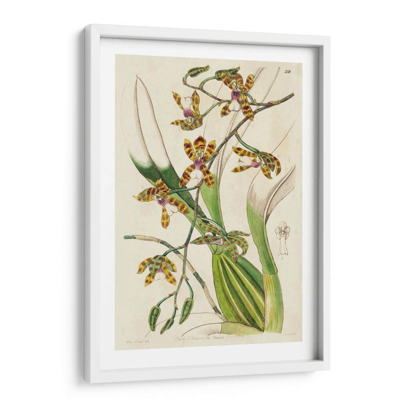 Orquídea Primavera Ii - Ridgeway | Cuadro decorativo de Canvas Lab