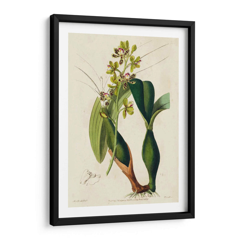 Orquídea Primavera Iii - Ridgeway | Cuadro decorativo de Canvas Lab