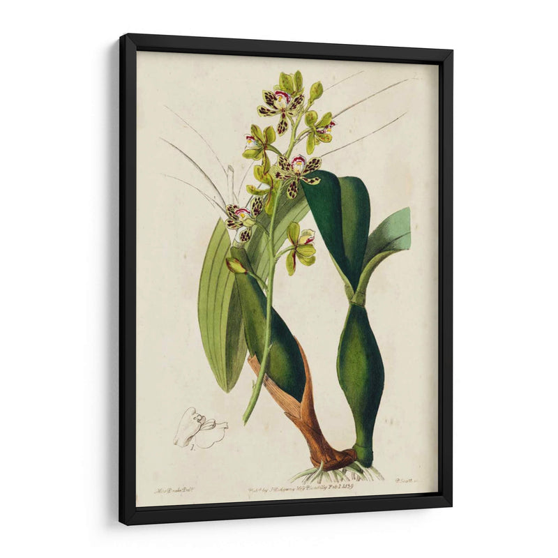 Orquídea Primavera Iii - Ridgeway | Cuadro decorativo de Canvas Lab