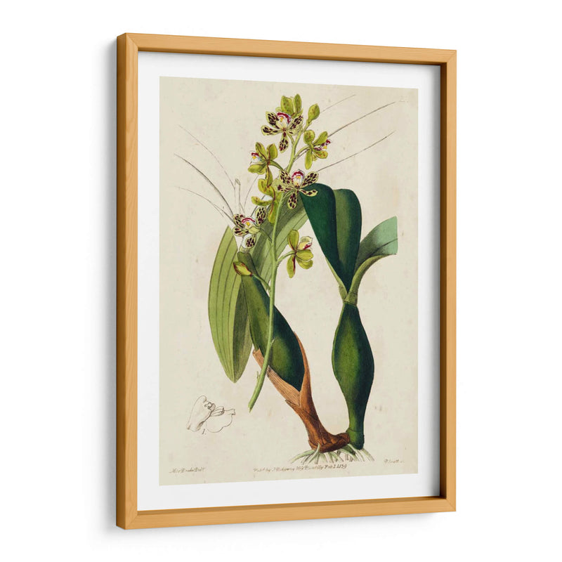 Orquídea Primavera Iii - Ridgeway | Cuadro decorativo de Canvas Lab